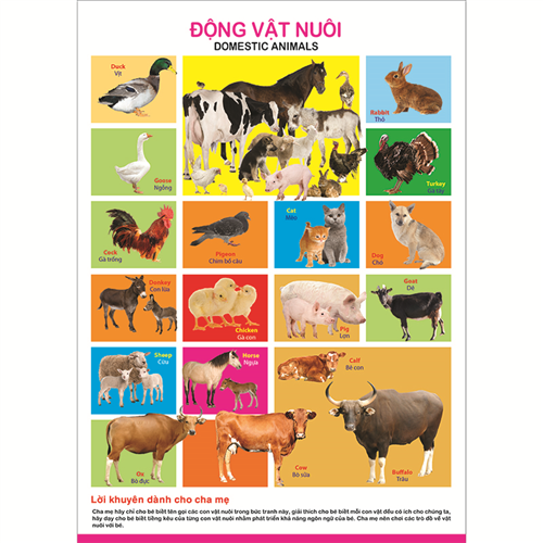 Bán Tờ poster - Động vật nuôi