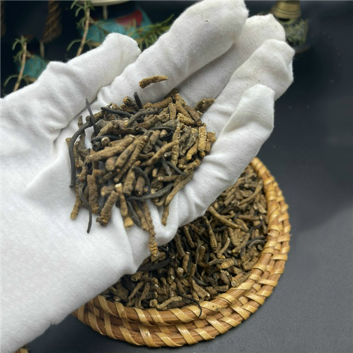 Bán Đông trùng hạ thảo Nepal loại gãy (10g)