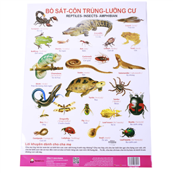 Bán Tờ poster - Bò sát, côn trùng, lưỡng cư