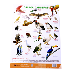 Bán Poster treo tường chủ đề các loài chim