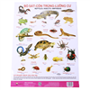 Bán Tờ poster - Bò sát, côn trùng, lưỡng cư