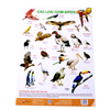 Bán Poster treo tường chủ đề các loài chim